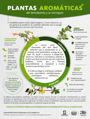 JBRC-infografia-Aromaticas