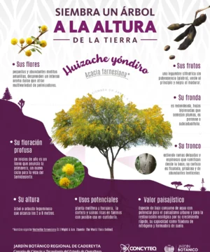 JBRC-infografia-HuizacheYóndiro