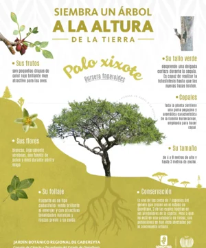 JBRC-infografia-bursera