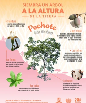 JBRC-infografia-ceiba