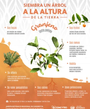 JBRC-infografia-celtis