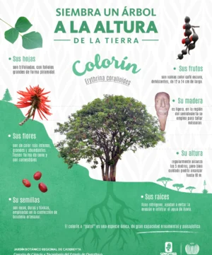 JBRC-infografia-colorín