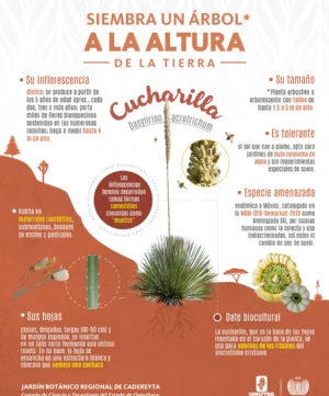 JBRC-infografia-cucharilla