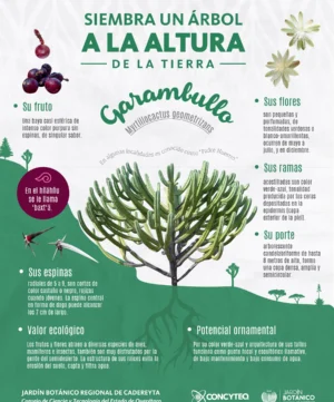 JBRC-infografia-garambullo