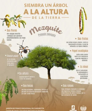 JBRC-infografia-mezquite