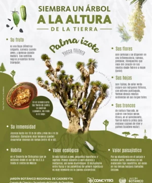 JBRC-infografia-palma-izote