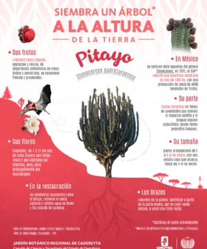 JBRC-infografia-pitayo