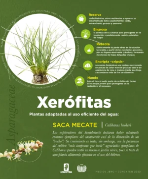 JBRC-infografias-Calibanus