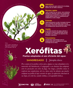 JBRC-infografias-Xerófitas