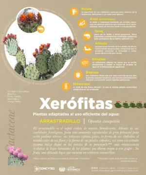 JBRC-infografias-stenopetala