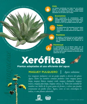 JBRC-infografias-xerofitas-agave